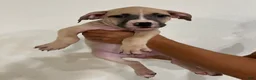 Mixed Breed dogs for sale: Mixed Breed 4 - Ad 1