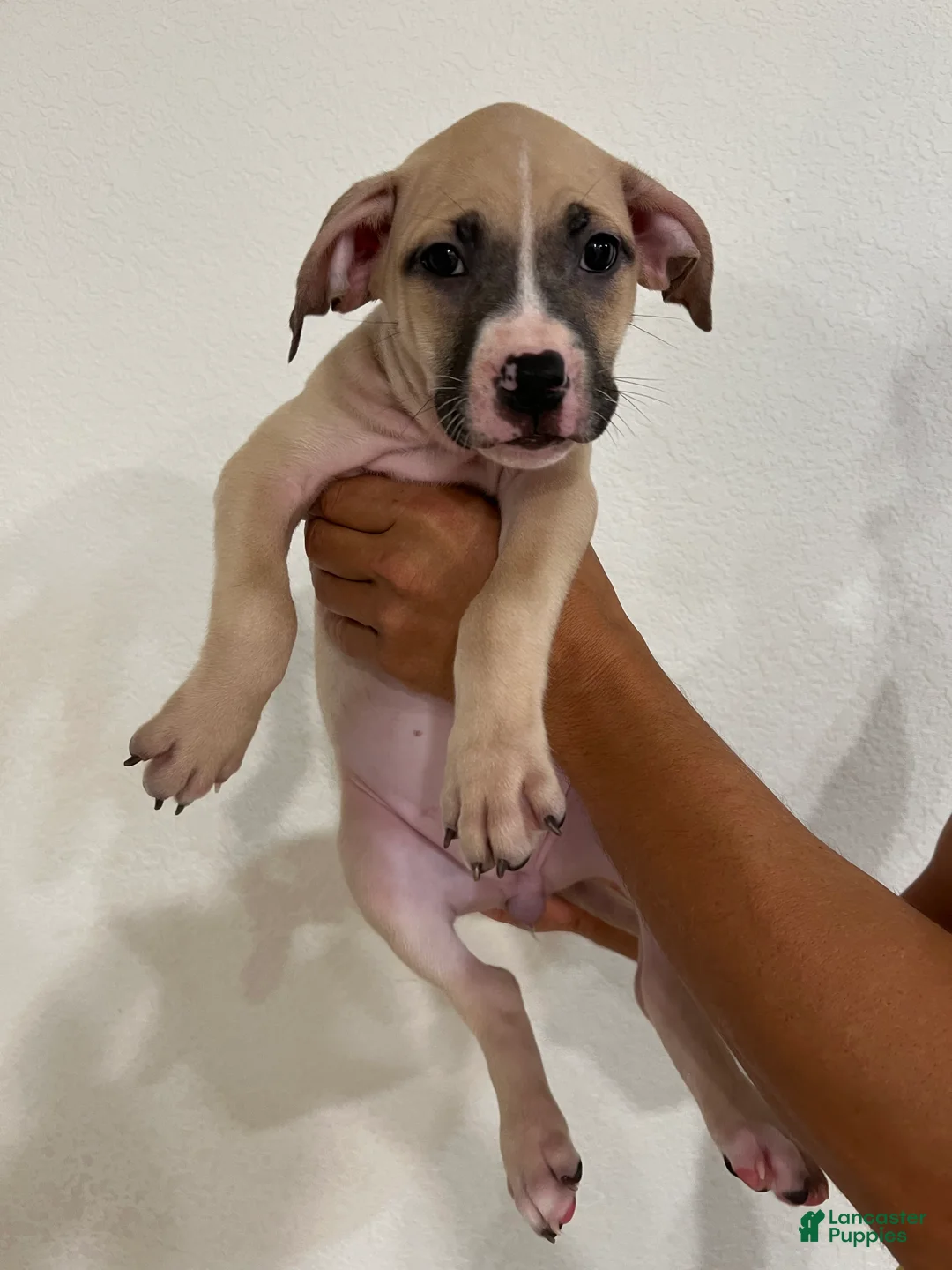 Mixed Breed dogs for sale: Mixed Breed 4 - Ad 1