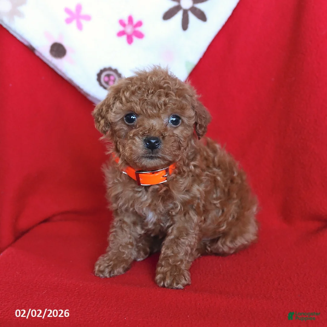 Maltipoo dogs for sale: Scooter - Ad 4