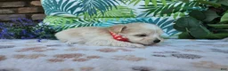 Maltipoo dogs for sale: Rosco - Ad 5