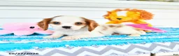 Cavalier King Charles Spaniel dogs for sale: Rhodes - Ad 4