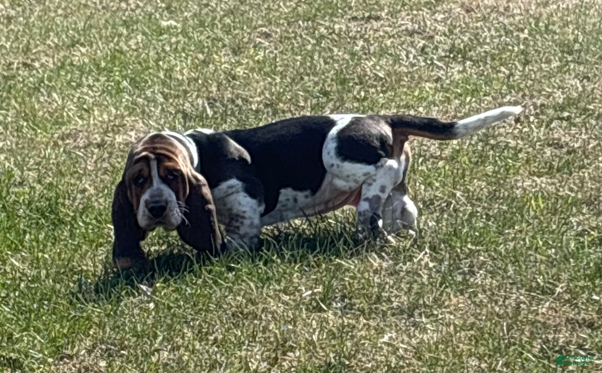 Basset Hound dogs Basset Hound Puppy 1 - Ad 2