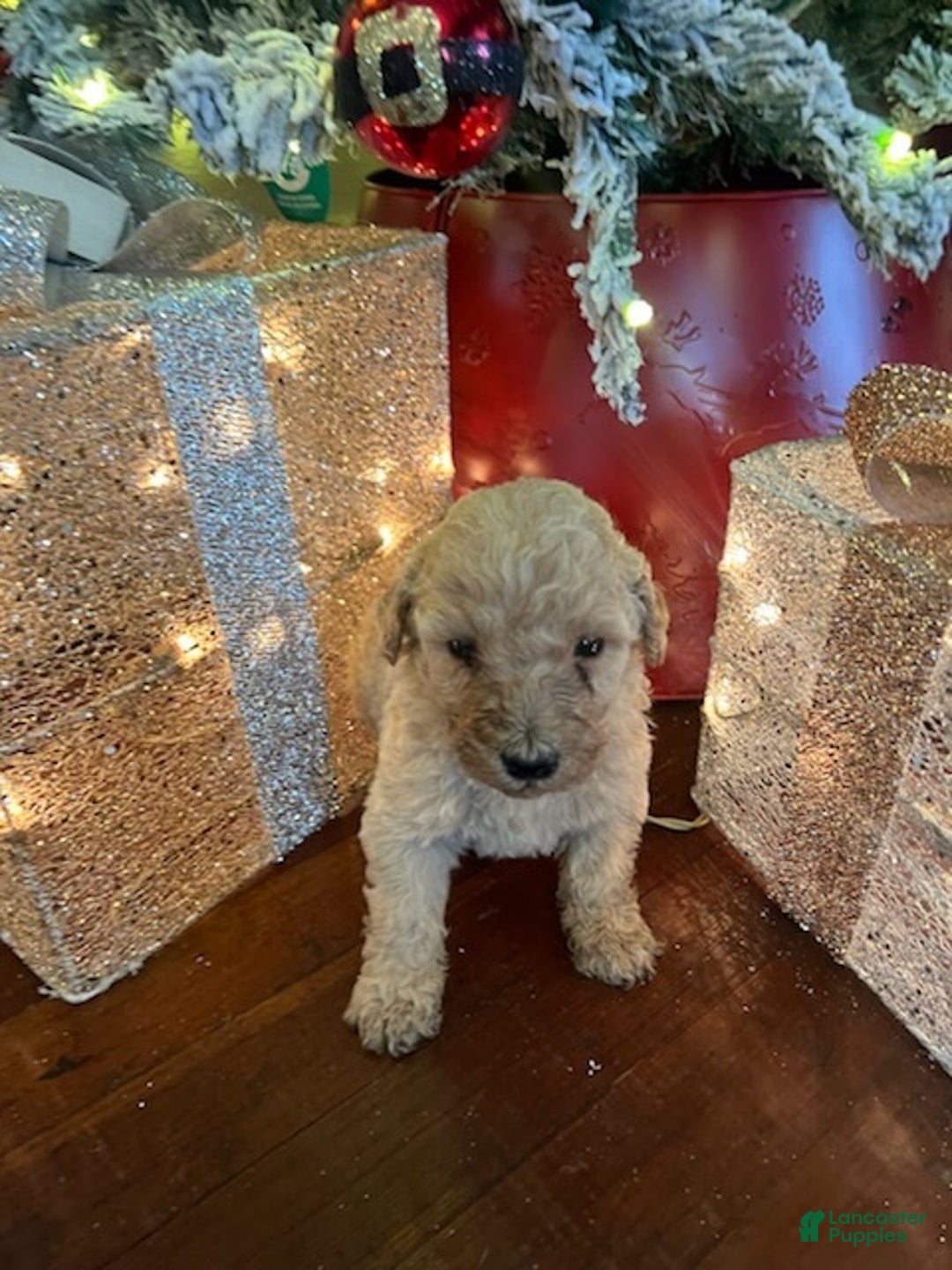 Standard Poodle dogs for sale: Rose - Ad 1