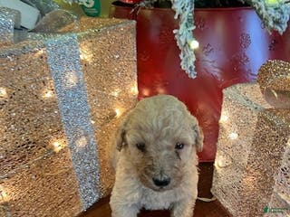 Standard Poodle dogs for sale: Rose - Ad 1