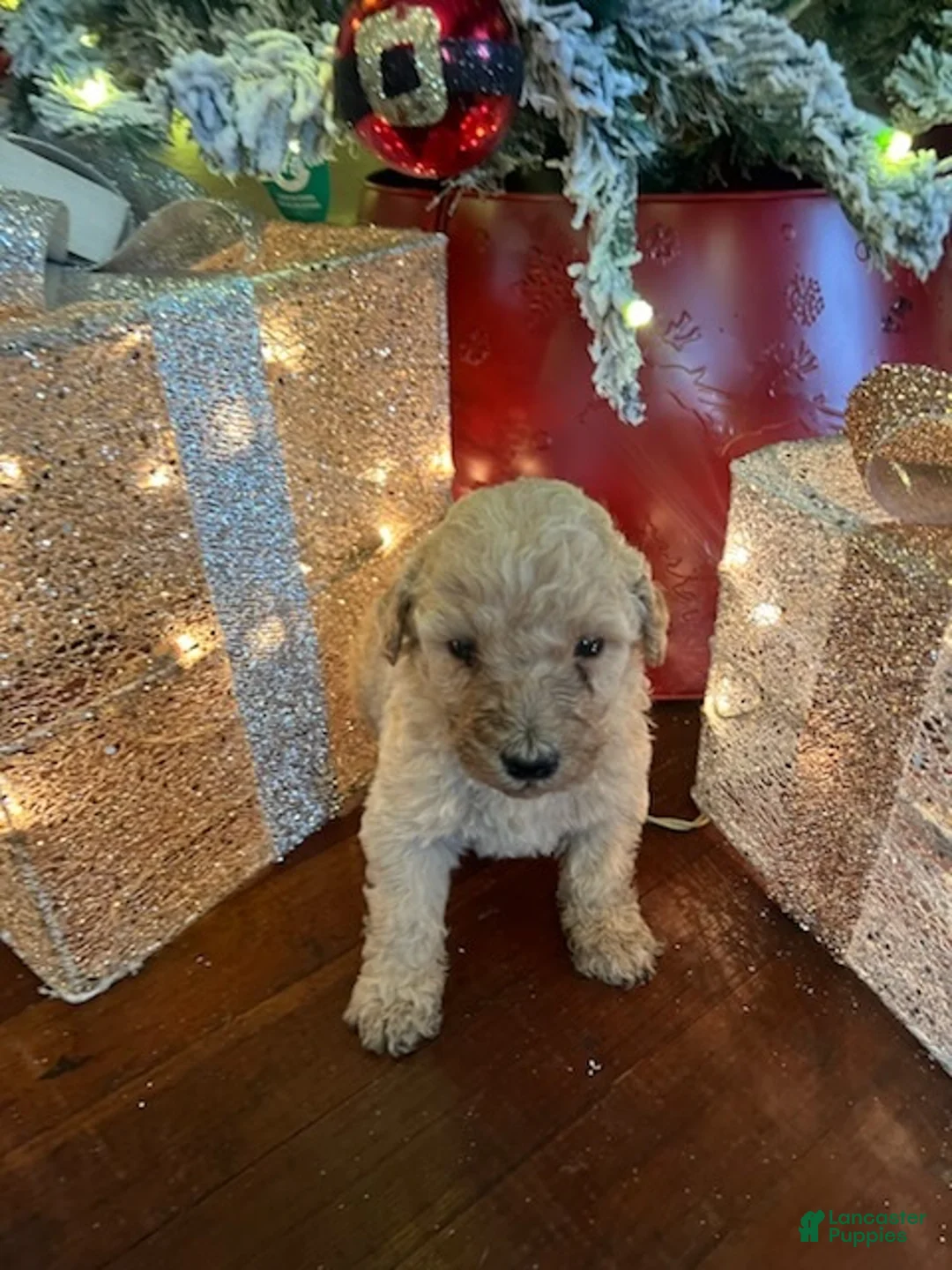 Standard Poodle dogs for sale: Rose - Ad 1