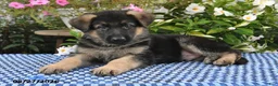German Shepherd dogs for sale: Gunnar - Ad 5