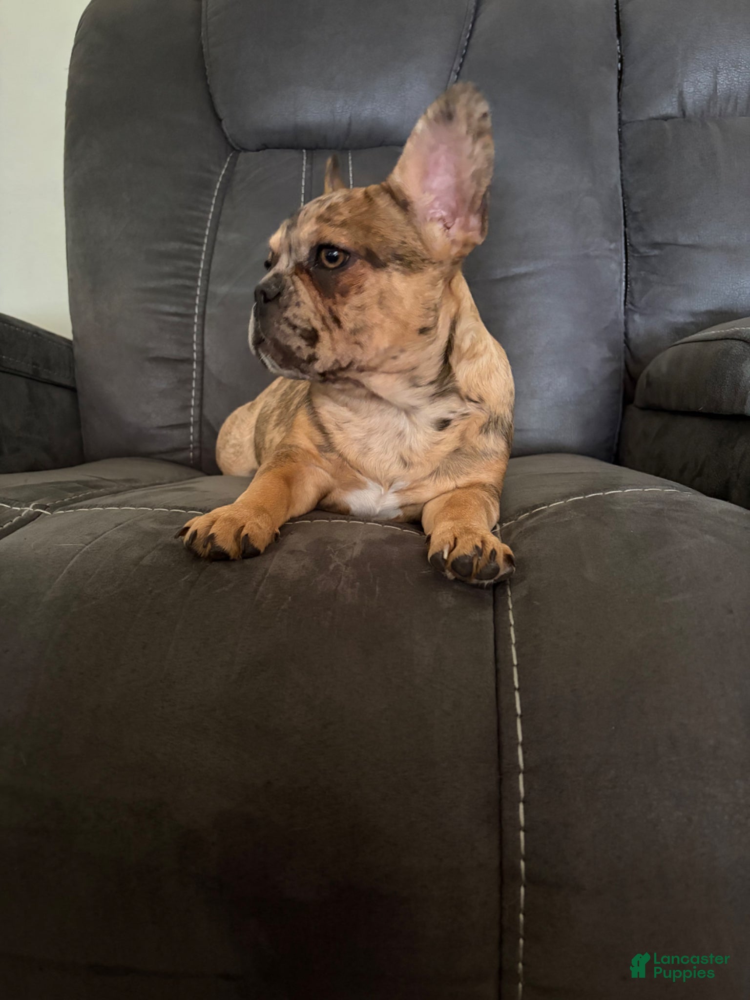 French Bulldog dogs Mocha Latte  - Ad 2