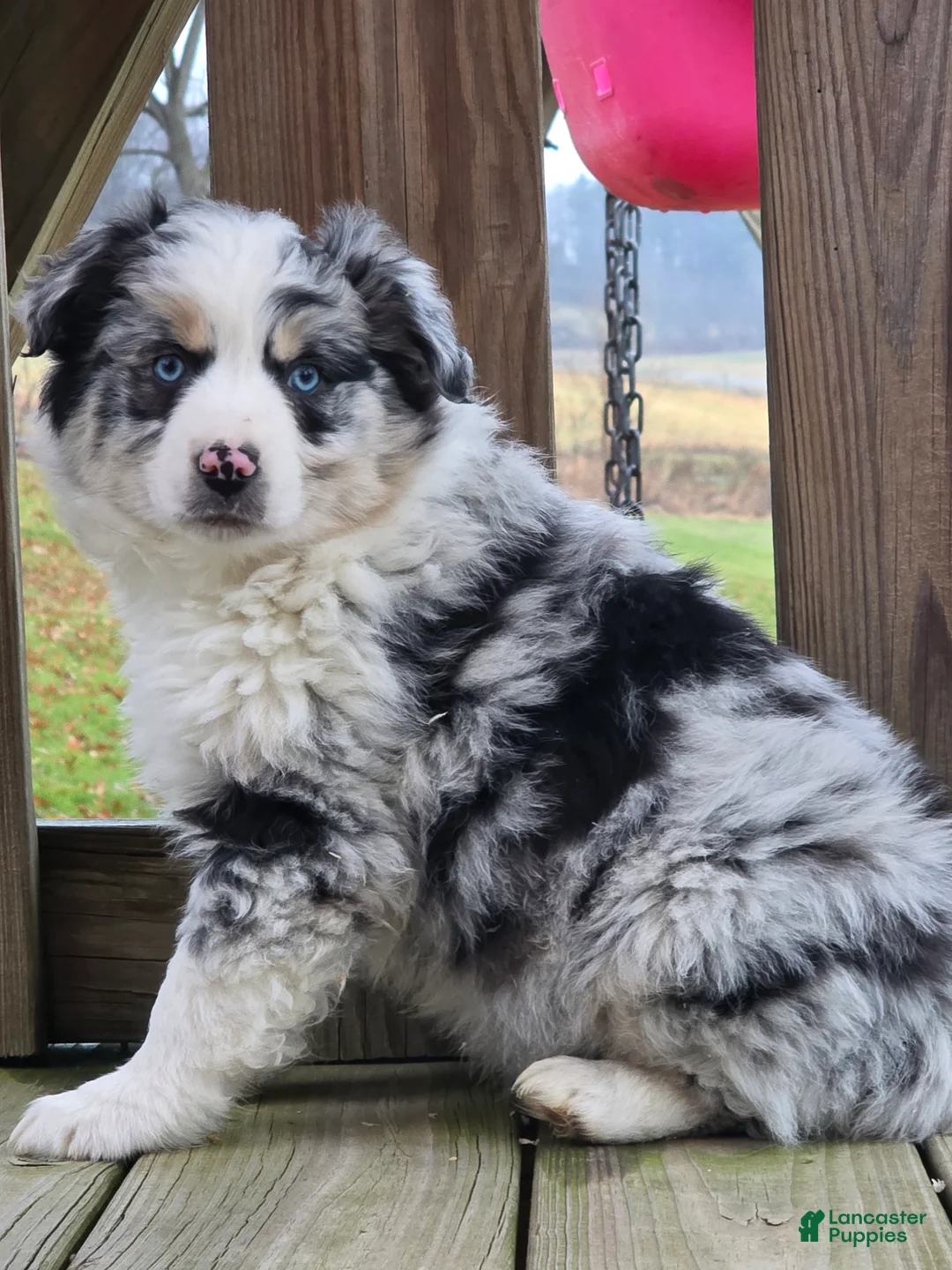 Australian Shepherd dogs for sale: Jasper - Ad 1