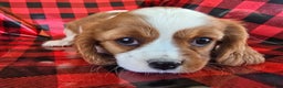 Cavalier King Charles Spaniel dogs for sale: Saphire Female pup - Ad 9