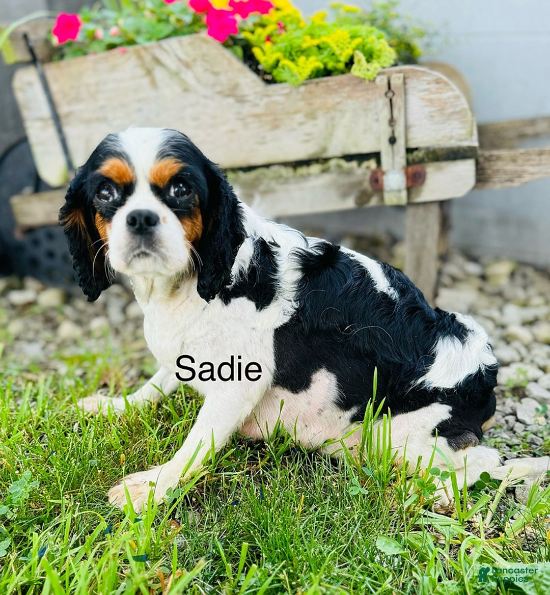 Cavalier King Charles Spaniel dogs for sale: Montey - Ad 5