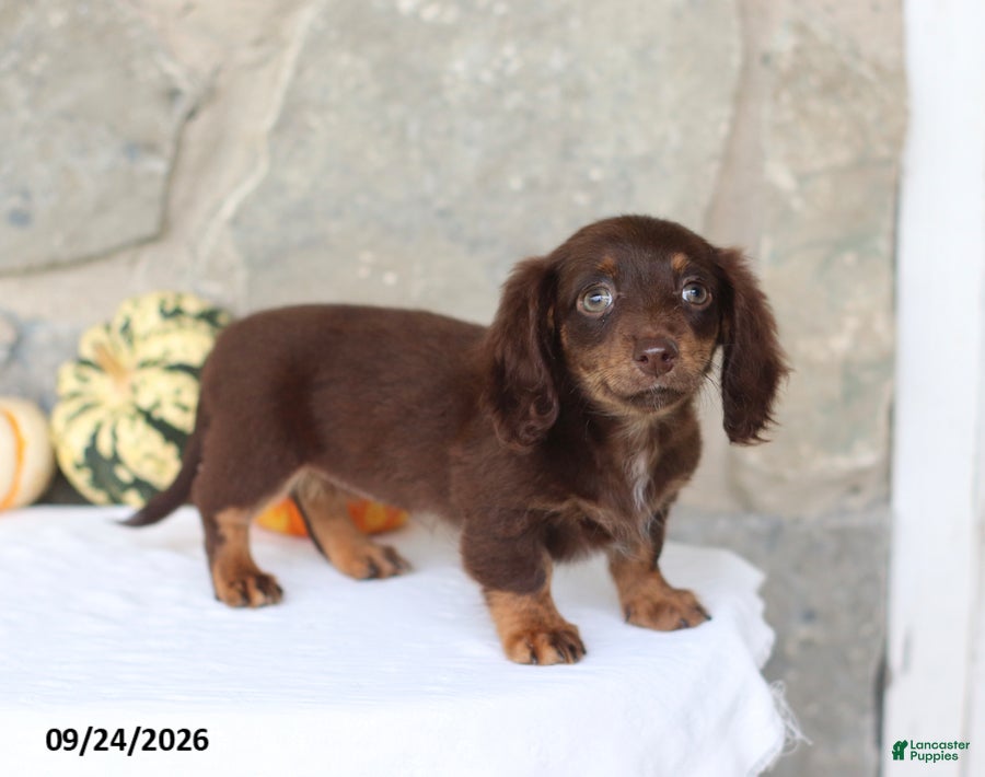 Miniature Dachshund dogs Tessa - Ad 1