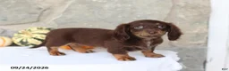 Miniature Dachshund dogs for sale: Tessa - Ad 1