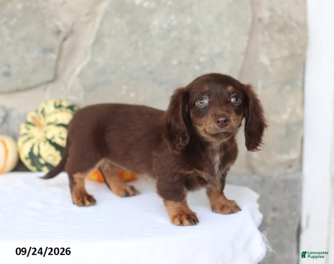 Miniature Dachshund dogs for sale: Tessa - Ad 1