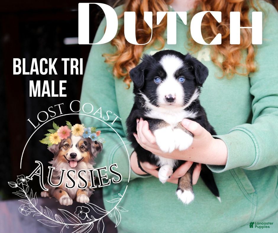 Miniature Australian Shepherd dogs Dutch - Ad 4