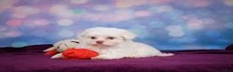 Maltese dogs for sale: Penny - Ad 13