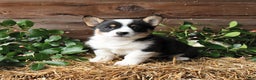 Welsh Corgi Pembroke dogs for sale: Shadow - Ad 1