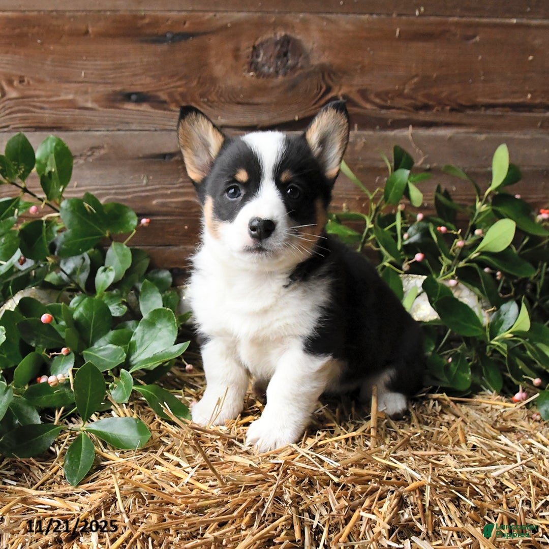 Welsh Corgi Pembroke dogs for sale: Shadow - Ad 1