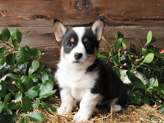 Welsh Corgi Pembroke dogs Shadow - Ad 12