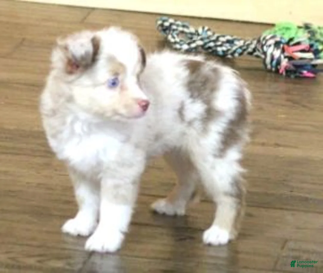 Toy Australian Shepherd dogs for sale: TRAVIS - RED MERLE - Ad 1