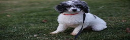Maltipoo dogs for sale: Chubbs - Ad 18