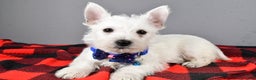 West Highland Terrier dogs for sale: Star - Ad 2
