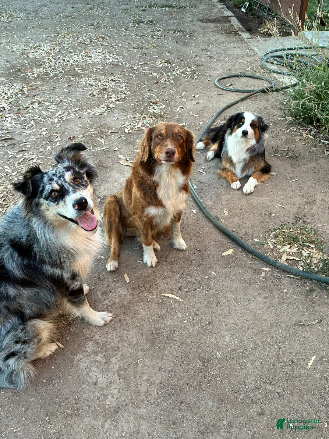 Australian Shepherd dogs for sale: Australian Shepherd 6 - Ad 4