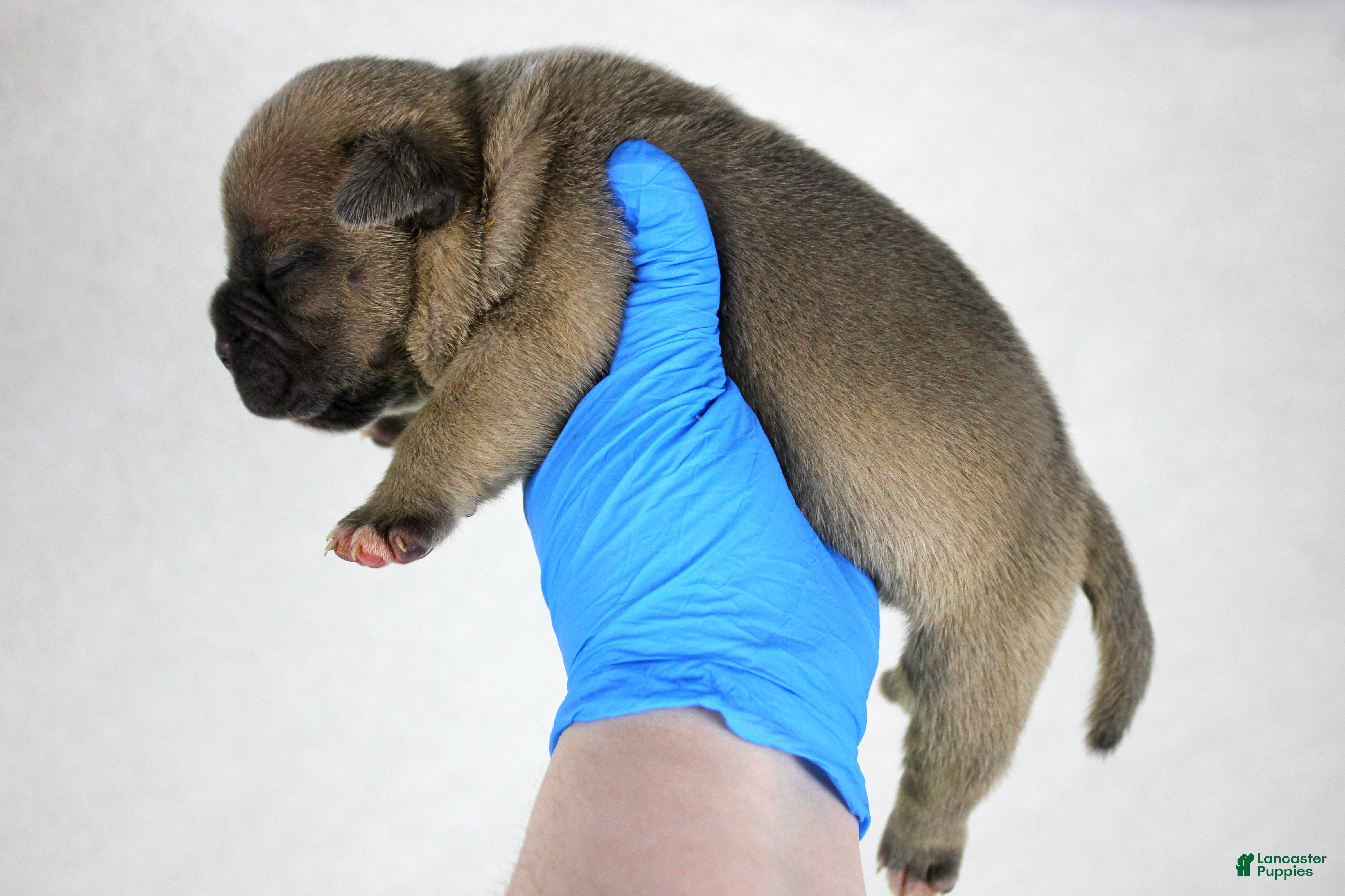 American Bully dogs Fawn Female - Ad 6