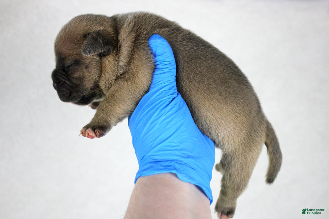 American Bully dogs for sale: Fawn Female - Ad 1