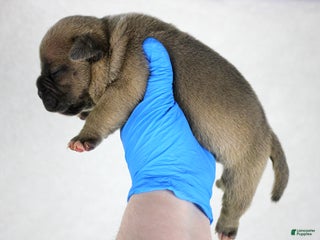 American Bully dogs Fawn Female - Ad 6