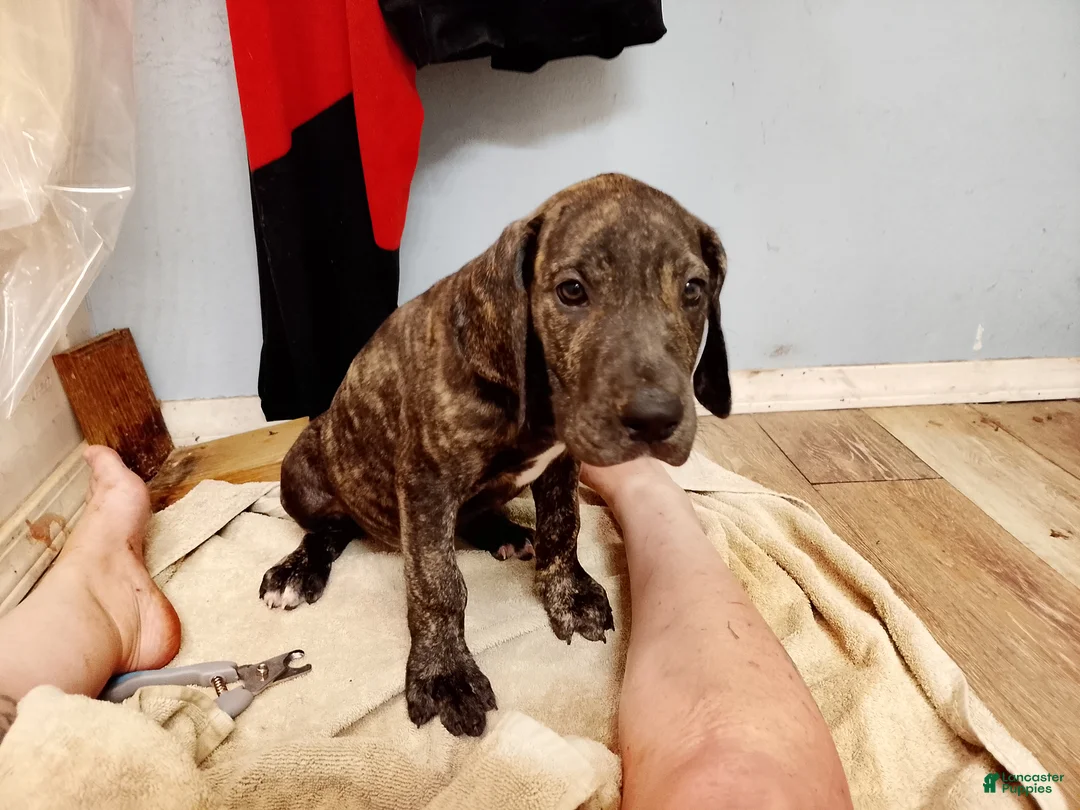 Great Dane dogs for sale: Great Dane 7 - Ad 2