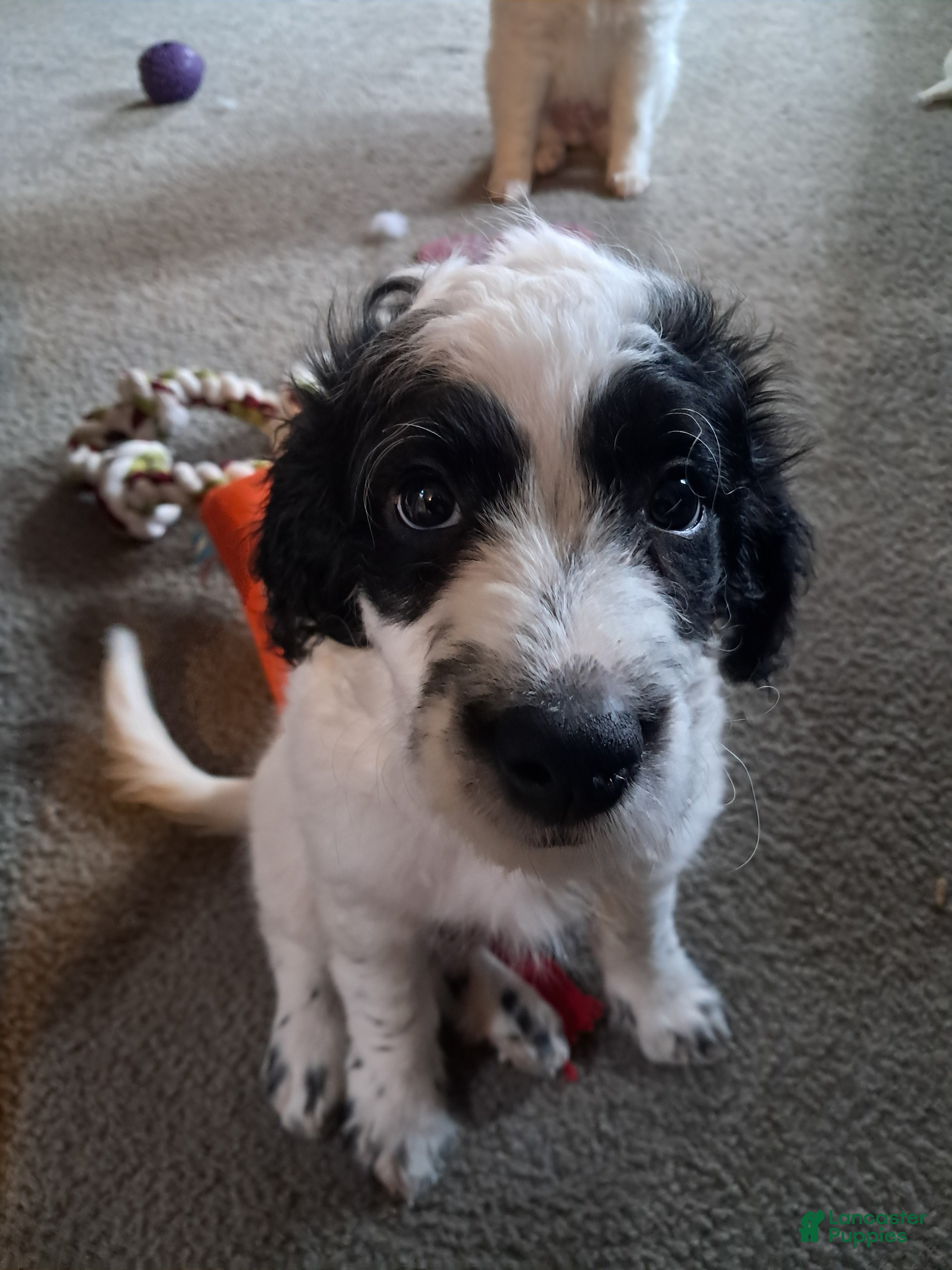 Double Doodle dogs Levi - Ad 2