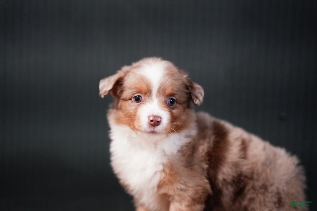 Miniature Australian Shepherd dogs for sale: Brody - Ad 6