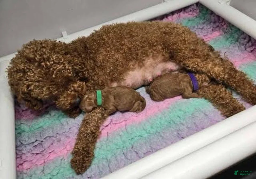 Toy Poodle dogs for sale: Toy Poodle Puppy 2 - Ad 12