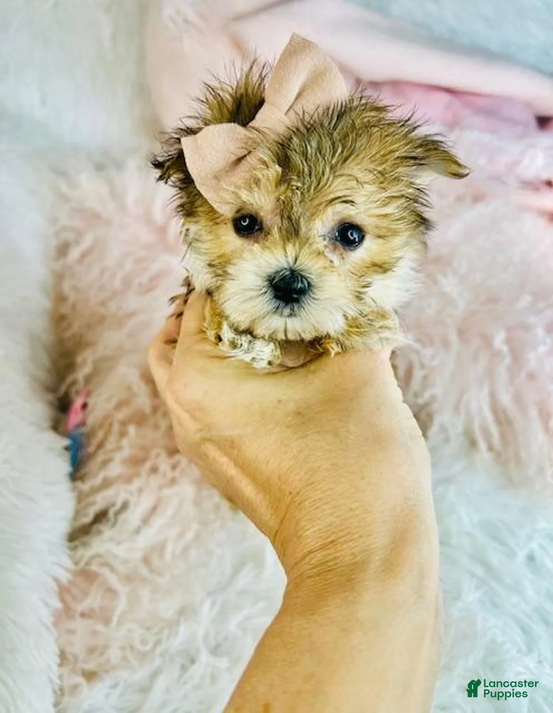 Morkie dogs for sale: Teacup Morkie Puppy 1 - Ad 4
