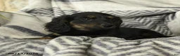 Miniature Dachshund dogs for sale: Acorn - Ad 3
