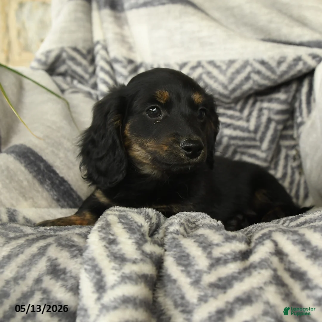 Miniature Dachshund dogs for sale: Acorn - Ad 3