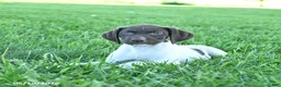 German Shorthaired Pointer dogs for sale: Garnet - Ad 3