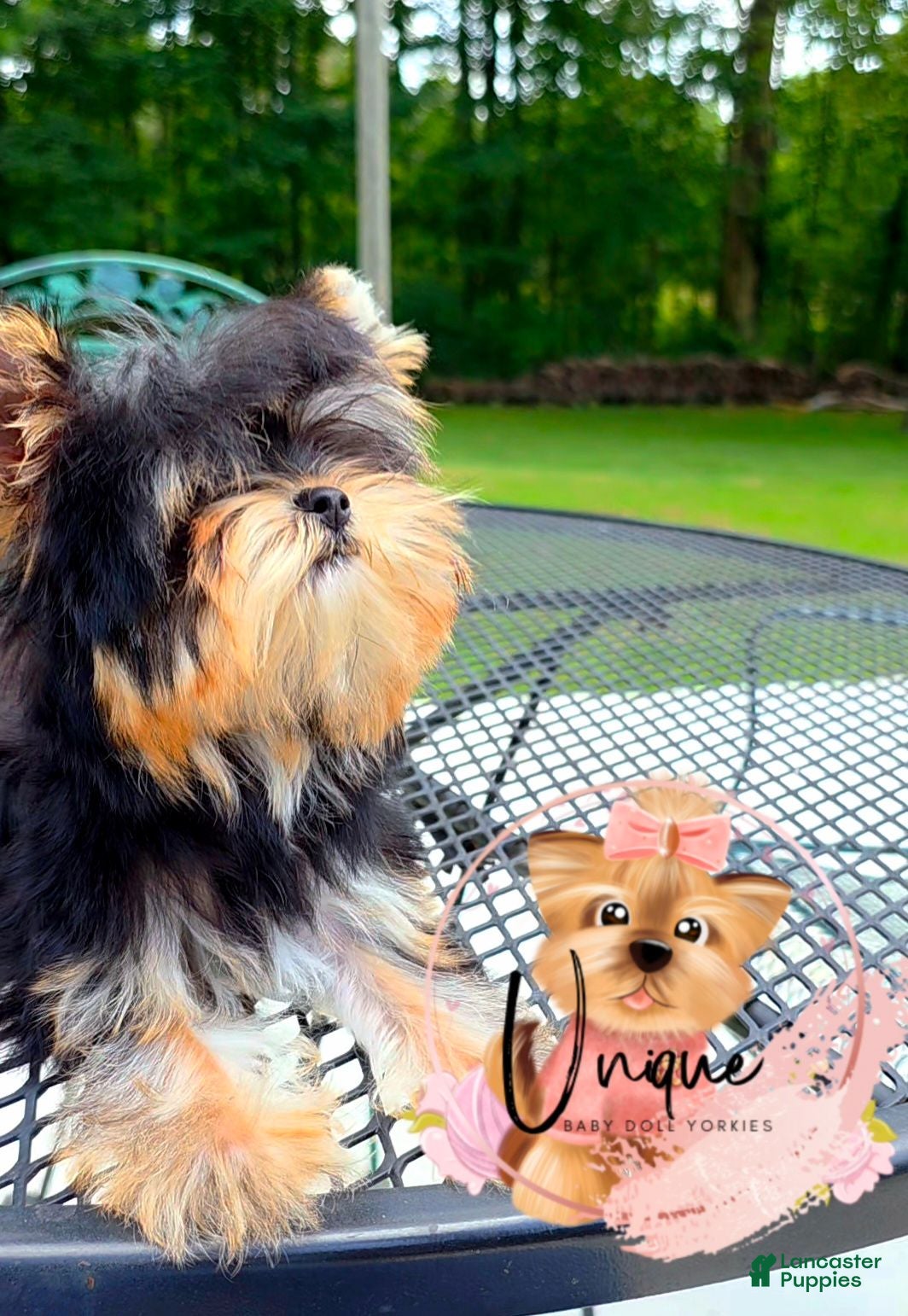 Yorkshire Terrier dogs Yorkshire Terrier 2 - Ad 1