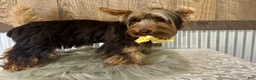 Yorkshire Terrier dogs for sale: Miles - Ad 6