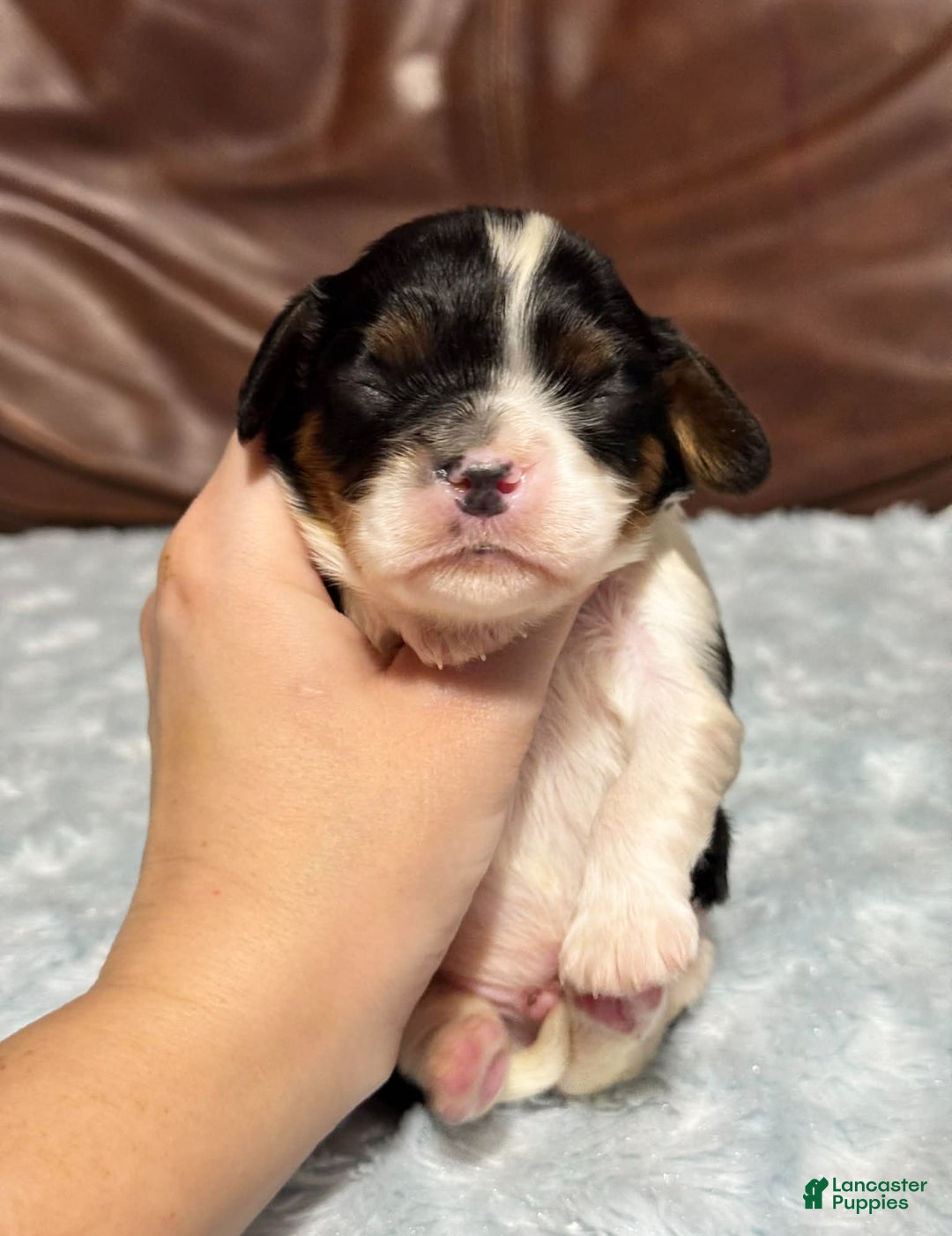 Cavalier King Charles Spaniel dogs for sale: Ziggy - Ad 3