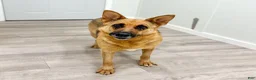 German Shepherd dogs for sale: Kandy - Ad 6