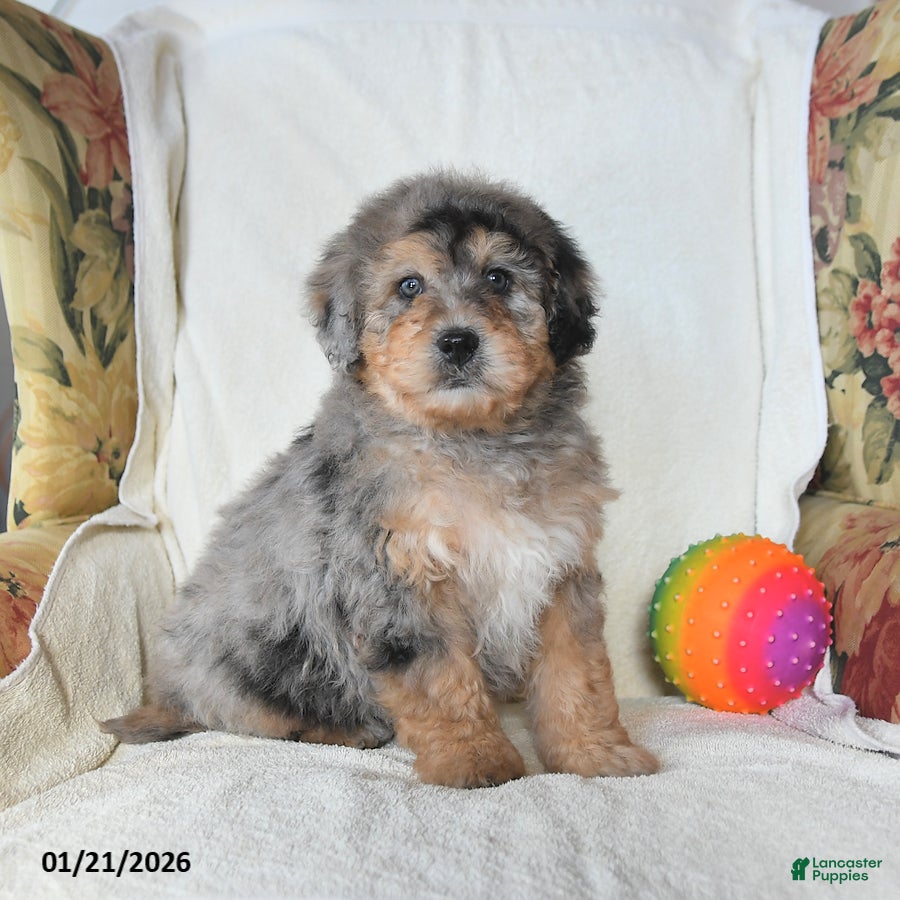 Mini Bernedoodle dogs Rambo - Ad 2