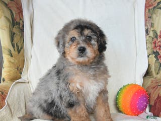 Mini Bernedoodle dogs Rambo - Ad 38