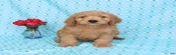Goldendoodle dogs for sale: Teddy - Ad 4