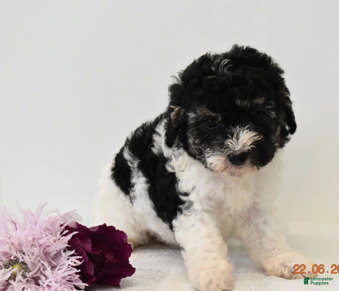 Miniature Poodle dogs for sale: Carly - Ad 2