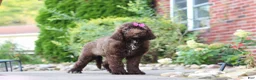 Newfypoo dogs for sale: Cherri - Ad 3