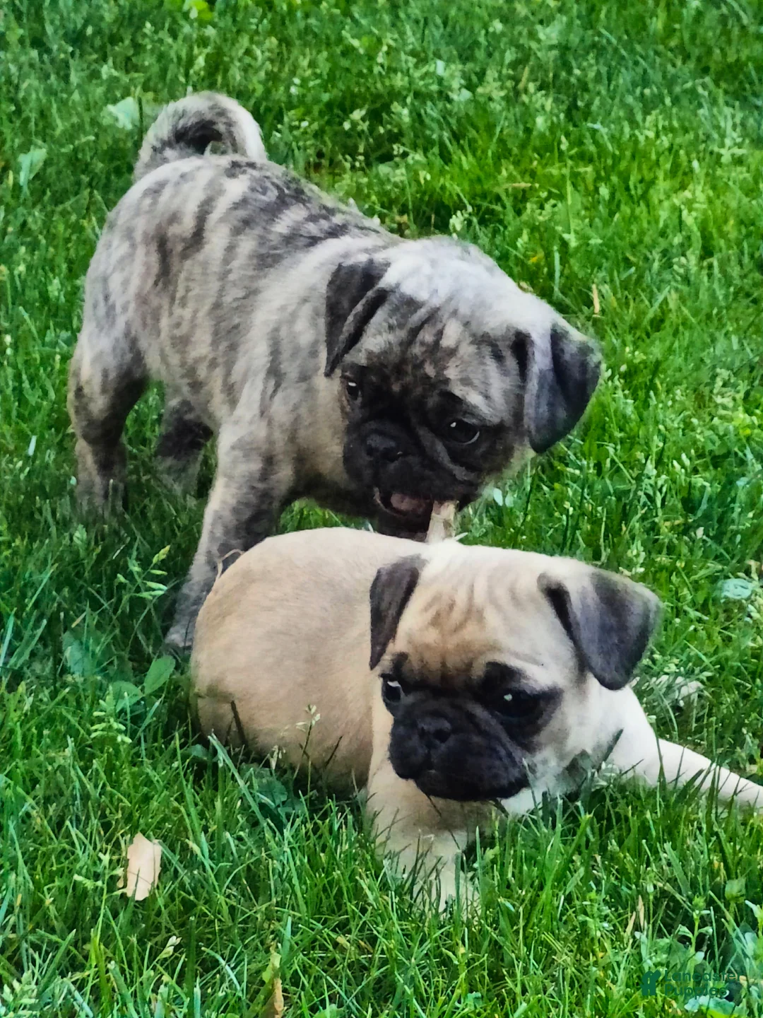Pug dogs for sale: Teddi - Ad 2