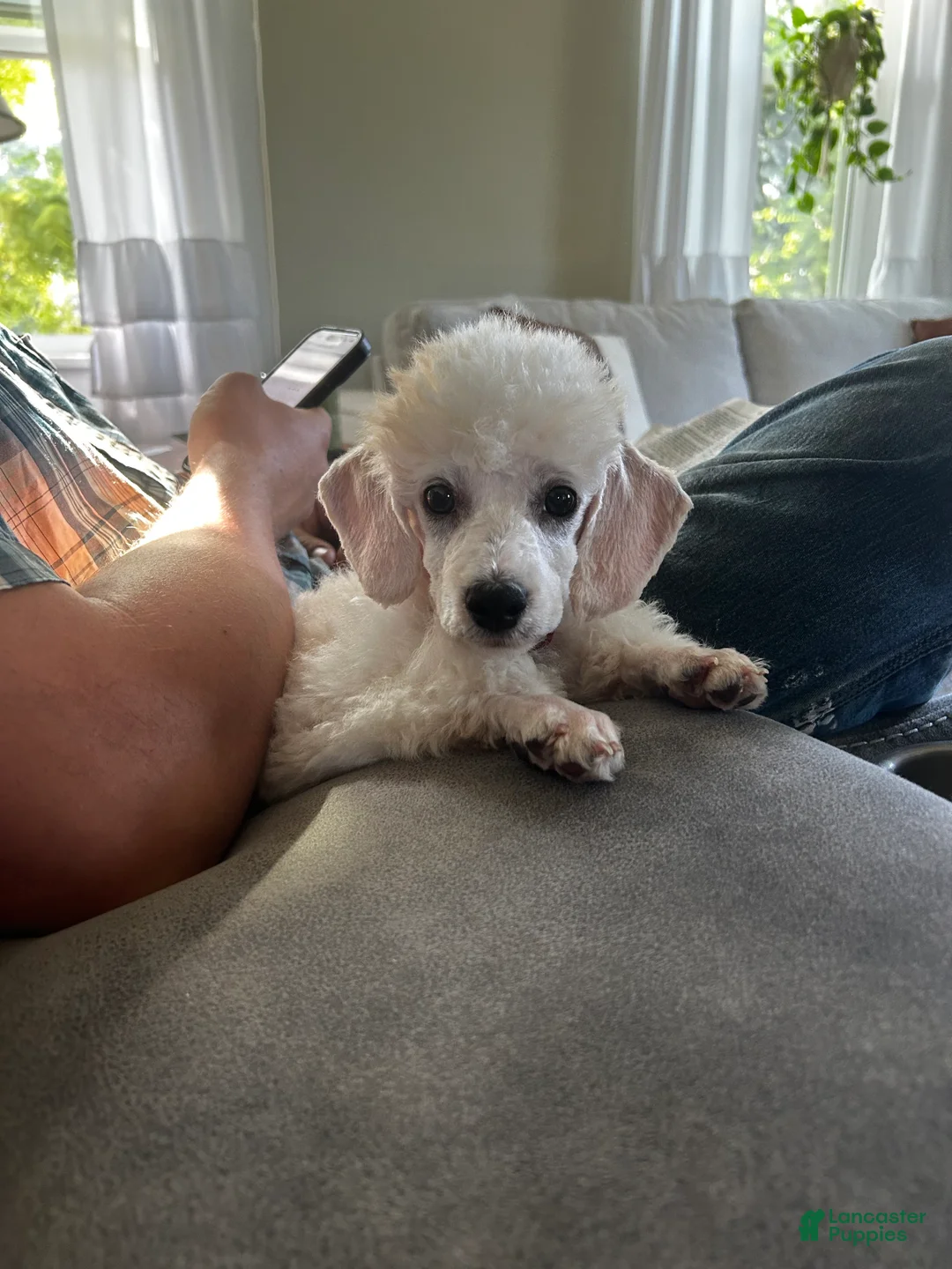 Miniature Poodle dogs for sale: Biscuit (House trained) - Ad 2
