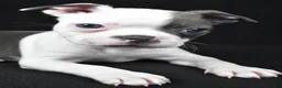 Boston Terrier dogs for sale: Pearl - Ad 8
