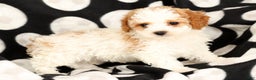 Cavapoo dogs for sale: Jenny - Ad 8